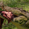 Saltwater Crocodile Eating Photograph by Carolyn Hutchins Saltwater Crocodile Eating Photograph by Carolyn Hutchins