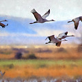 Sandhill Cranes In Flight #1 by Robert Harris