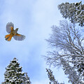 Siberian Jay #1 by Arterra Picture Library