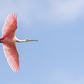 Sky is the Limit Photograph by Puttaswamy Ravishankar Sky is the Limit Photograph by Puttaswamy Ravishankar