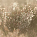 Spider Web Photograph by Anita Nicholson Spider Web Photograph by Anita Nicholson