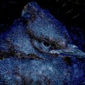 Stellar Jay Fledgling #2 by Bruce Block