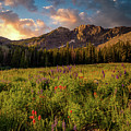 Summer Splendor #1 by Gina Gardner