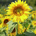 Sunflower Field #1 by Cathy Donohoue