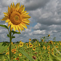 Sunflower in Field Photograph by Carolyn Hutchins Sunflower in Field Photograph by Carolyn Hutchins