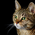 Tabby Cat Portrait #1 by Douglas Allen