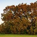 Texas Ranch Oak at Sunset Photograph by Ron Long Ltd Photography Texas Ranch Oak at Sunset Photograph by Ron Long Ltd Photography