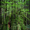 The Woods Golden Ears Provincial Park British Columbia Canada #1 by Tommy Farnsworth