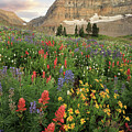 Timpanogos Basin Wildflower Sunset - American Fork Canyon, Utah #1 by Brett Pelletier