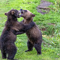 Two brown bear cubs playing Photograph by Mikhail Kokhanchikov Two brown bear cubs playing Photograph by Mikhail Kokhanchikov