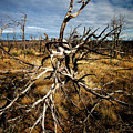 Untitled 1 Photograph by David Little-Smith Untitled 1 Photograph by David Little-Smith