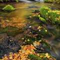 Upper Cub River Autumn #1 by Leland D Howard