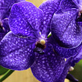 Vanda Orchid Photograph by Tanya Owens Vanda Orchid Photograph by Tanya Owens