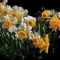 Waiting for Spring #1 by David Patterson