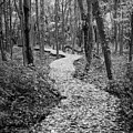 Wandering Through #1 by Steven David Roberts