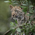Watching For Mom #1 by Sandra Bronstein