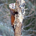 Watching From Above #1 by Gerry Sibell