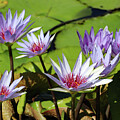 Water Lilies at Naples 7 by David T Wilkinson