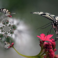 White Kite Butterfly Abstract  1164-120614-2 #1 by Tam Ryan