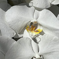White Orchid With Yellow Photograph by Karen Zuk Rosenblatt White Orchid With Yellow Photograph by Karen Zuk Rosenblatt