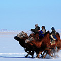 Winter Camel racing Photograph by Elbegzaya Lkhagvasuren Winter Camel racing Photograph by Elbegzaya Lkhagvasuren