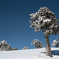 Winter landscape in snowy mountains. Frozen snowy lonely fir trees against blue sky. Photograph by Michalakis Ppalis Winter landscape in snowy mountains. Frozen snowy lonely fir trees against blue sky. Photograph by Michalakis Ppalis