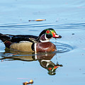 Wood Duck #2 by Jim Miller