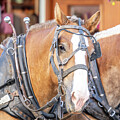 Working Horse #1 by Paul Freidlund
