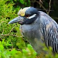 Yellow-crowned Night Heron at Ocean City Rookery #1 by Linda Stern