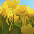 Yellow Tulips  #1 by Steve Ladner