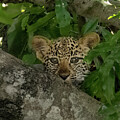 You Can't See Me #1 by Sandra Bronstein