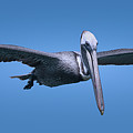 Wildlife in Mexico #10 Photograph by Robert Grac