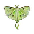 100 Luna Moth Painting by Amy Kirkpatrick 100 Luna Moth Painting by Amy Kirkpatrick