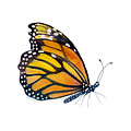 103 Perched Monarch Butterfly Painting by Amy Kirkpatrick 103 Perched Monarch Butterfly Painting by Amy Kirkpatrick