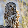 Barred Owl Photograph by Brad Bellisle Barred Owl Photograph by Brad Bellisle