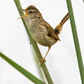 Marsh Wren #15 by Joe Fisher