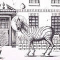 16th Street Zebra NYC Drawing by William Hart McNichols 16th Street Zebra NYC Drawing by William Hart McNichols
