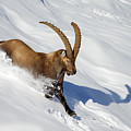 Alpine Ibex in Winter #2 by Arterra Picture Library