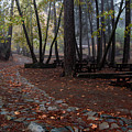 Autumn landscape with trees and Autumn leaves on the ground after rain Photograph by Michalakis Ppalis Autumn landscape with trees and Autumn leaves on the ground after rain Photograph by Michalakis Ppalis