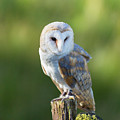 Barn Owl Photograph by Anita Nicholson Barn Owl Photograph by Anita Nicholson