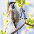 Chestnut-backed Chickadee #2 by Joe Fisher