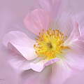 Digitally painted Pink Rose #2 by Sue Leonard