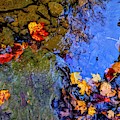 Fall Leaves Photograph by Brad Nellis Fall Leaves Photograph by Brad Nellis