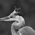 Great blue heron Photograph by Puttaswamy Ravishankar Great blue heron Photograph by Puttaswamy Ravishankar