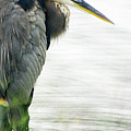 Great Blue #2 by Hilda Wagner