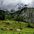 Herd Of Cows In National Park Gesaeuse In The Ennstaler Alps In Austria Photograph by Andreas Berthold Herd Of Cows In National Park Gesaeuse In The Ennstaler Alps In Austria Photograph by Andreas Berthold