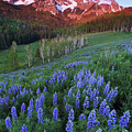 Lupine Meadow #2 by Angela Moyer
