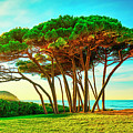Maritime Pine tree group near sea and beach. Baratti, Tuscany. Photograph by Stefano Orazzini Maritime Pine tree group near sea and beach. Baratti, Tuscany. Photograph by Stefano Orazzini