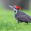 Pileated woodpecker #2 by Mircea Costina Photography