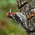 Red-breasted Sapsucker, Sacramento County California by Doug Herr Red-breasted Sapsucker, Sacramento County California by Doug Herr